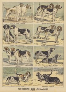 Perros de caza de French School